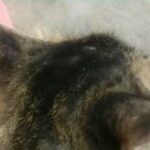 kucing sporo sembuh selepas 7 hari rawatan