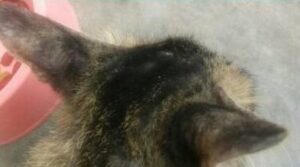 kucing sporo sembuh selepas 7 hari rawatan