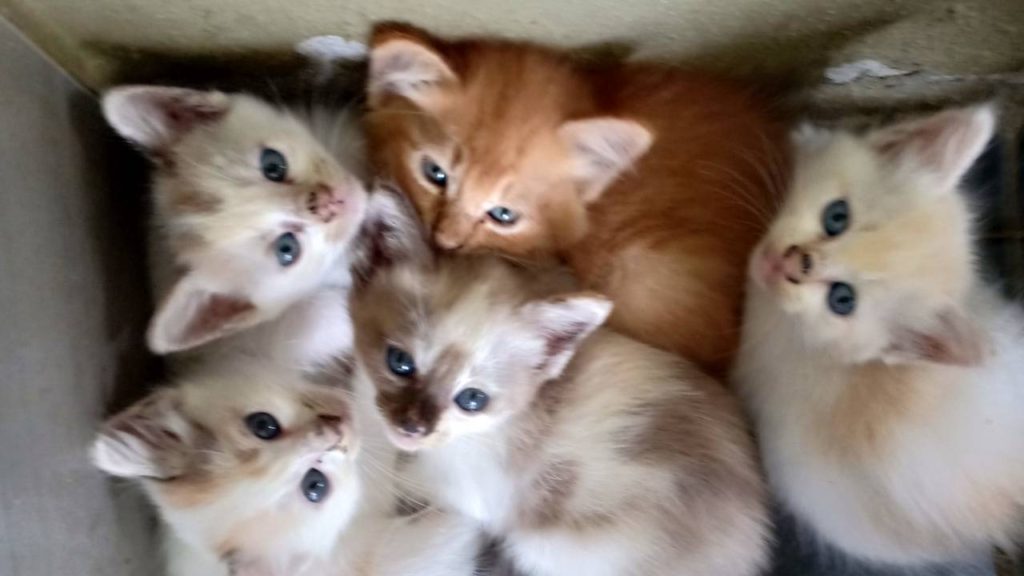 Ubat Untuk Anak Kucing Cirit Birit - Situs Contoh q