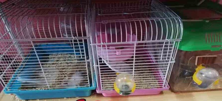 hamster-ada-dijual-di-meow-pet-shop