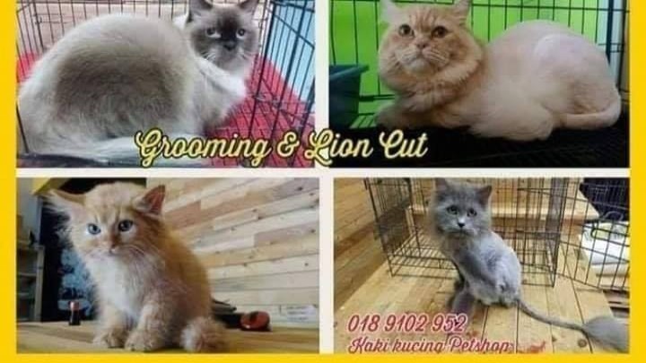 Pet Grooming ada disediakan di kaki kucing petshop