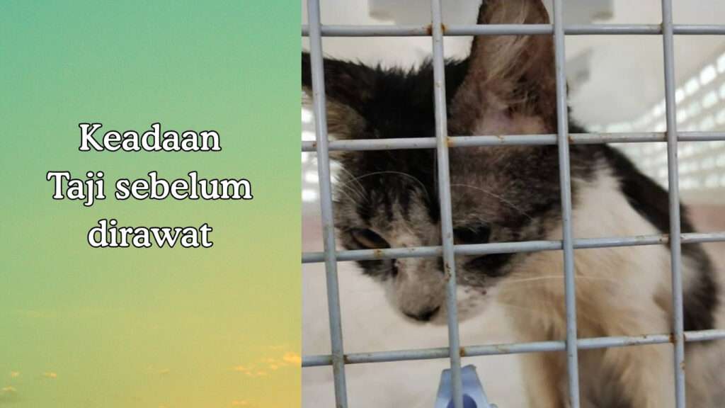 Keadaan kucing berpenyakit sporotrichosis. Muka dan kepala berkudis.