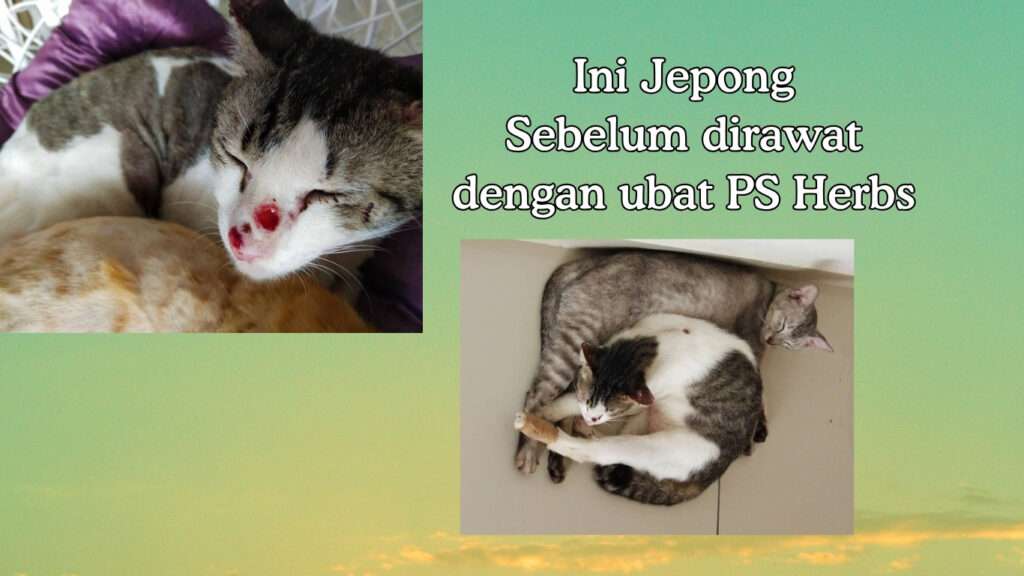 Keadaan Jepong sebelum rawatan. Berkudis pada hidung dan kaki.