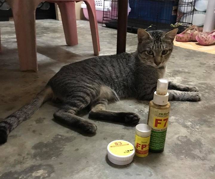 Kucing sporo teruk - dua bulan rawat terus sembuh  PS 