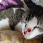 Taji Kucing sporo Ainul sembuh dalam masa dua bulan setelah dirawat dengan ubat PS Herbs. Ini testimoni ubat PSHerbs