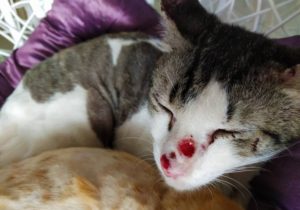 Taji Kucing sporo Ainul sembuh dalam masa dua bulan setelah dirawat dengan ubat PS Herbs. Ini testimoni ubat PSHerbs