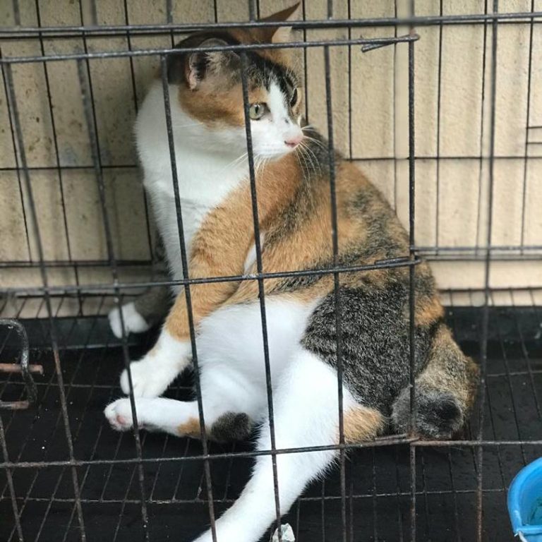 Anje kucing sporo telah sihat setelah dirawat dengan ubat PS Herbs