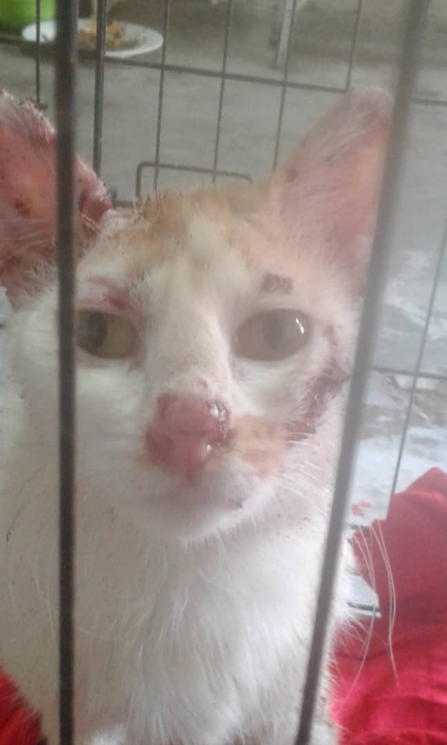 Ubat Sakit Mata Anak Kucing - Muat Turun q