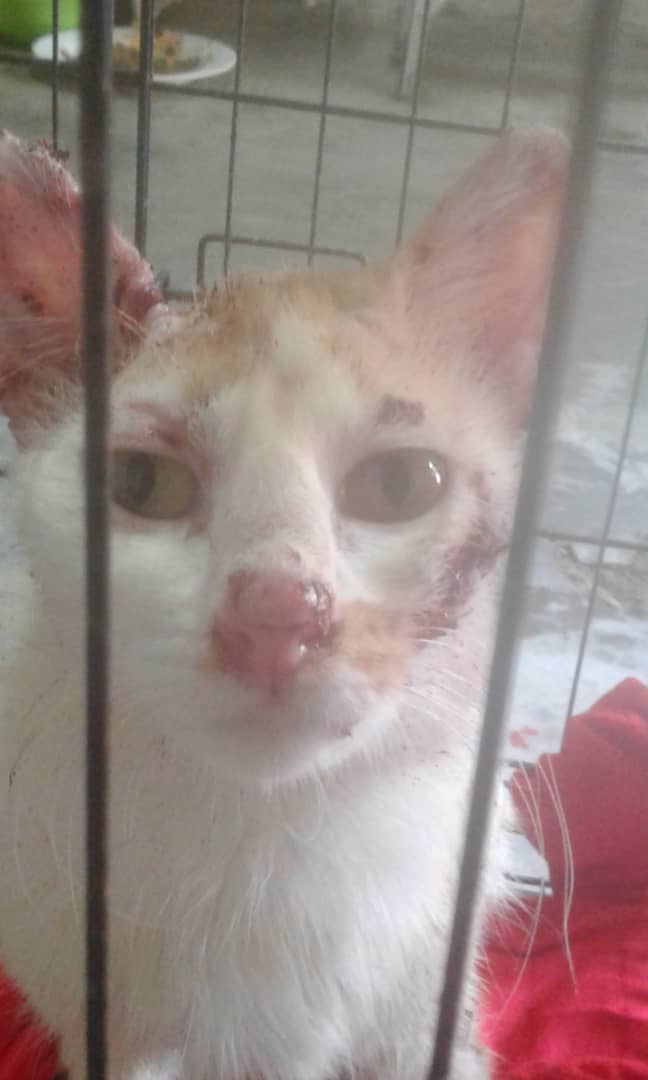 Kucing dan tuannya kena penyakit sporo, Sembuh dengan ubat 