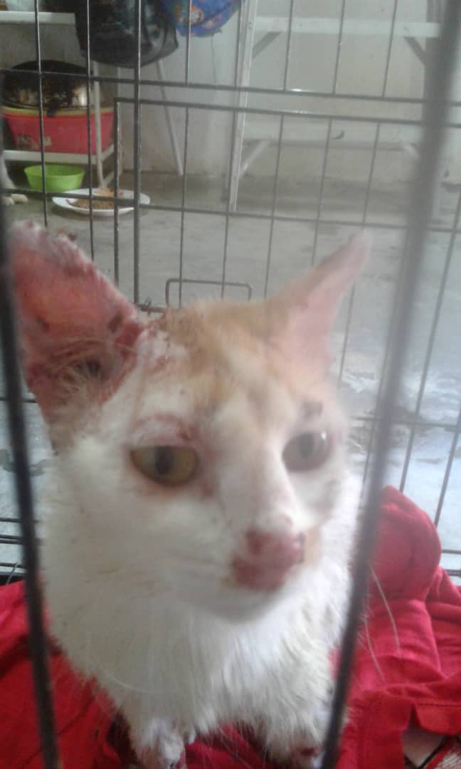 Kucing dan tuannya kena penyakit sporo, Sembuh dengan ubat 