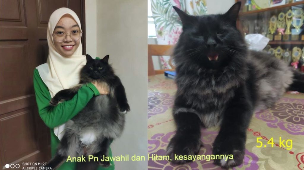 Kucing berpenyakit sporo pada buah dan pau mudah sembuh 