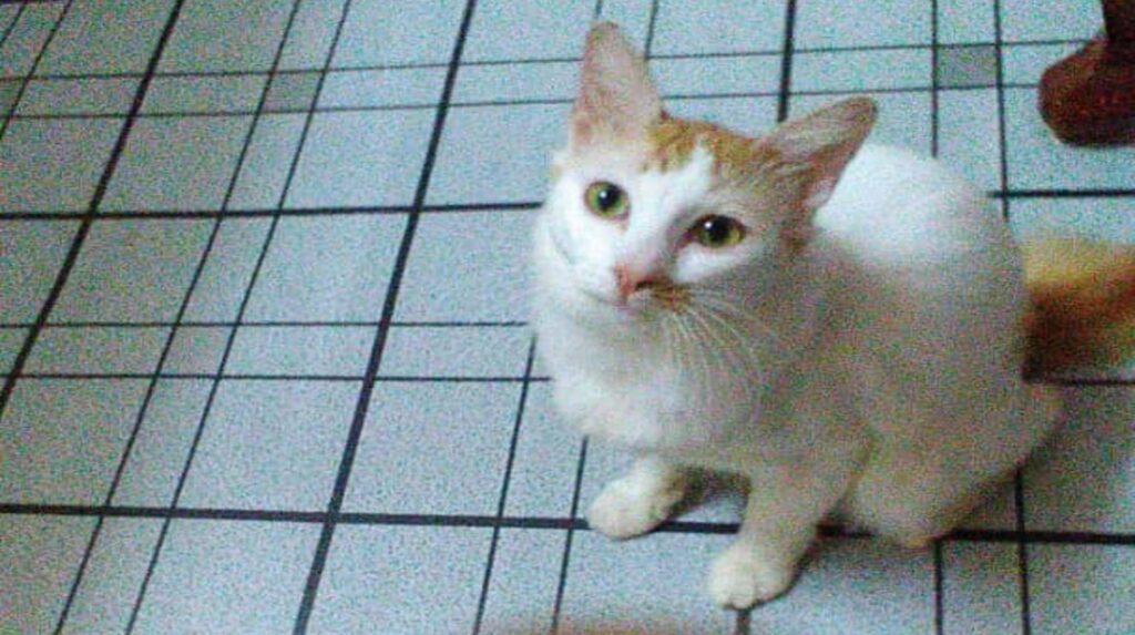 Kucing dan tuannya kena penyakit sporo, Sembuh dengan ubat 