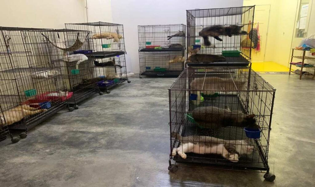 Sangkar tumpangan kucing