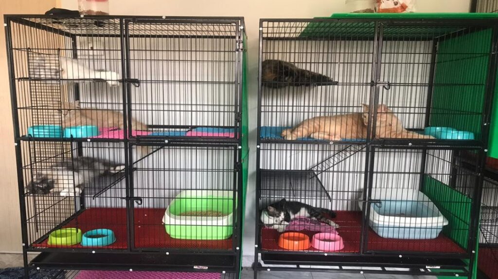 Sangkar tempat boarding kucing di WanZ petshop & Vet Clinic