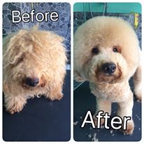 dog grooming 8