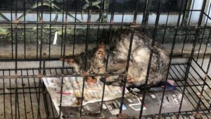 Alas keseluruhan lantai sangkar apabila kurung kucing sporo