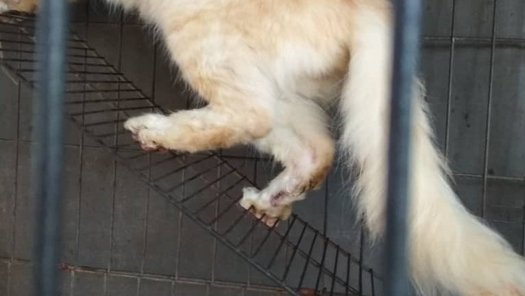 Kurung kucing sporo dalam sangkar dua tingkat tidak sesuai, terutama tangga besi kerana kaki kucing terluka dan akan ada jangkitan di kaki