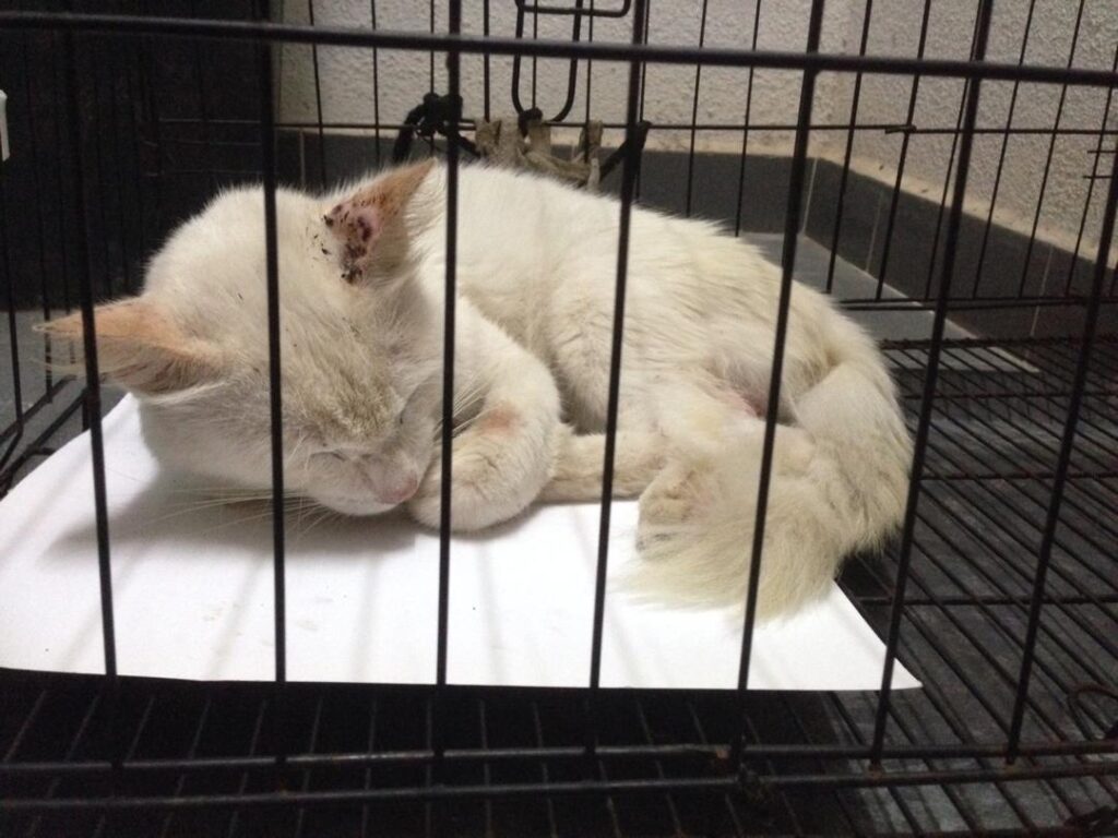 Cara Kurung Kucing Sporo  PS Herbs