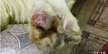 Kaki kucing sporo luka jika sangkar tidak berlapik atau naik tangga besi.