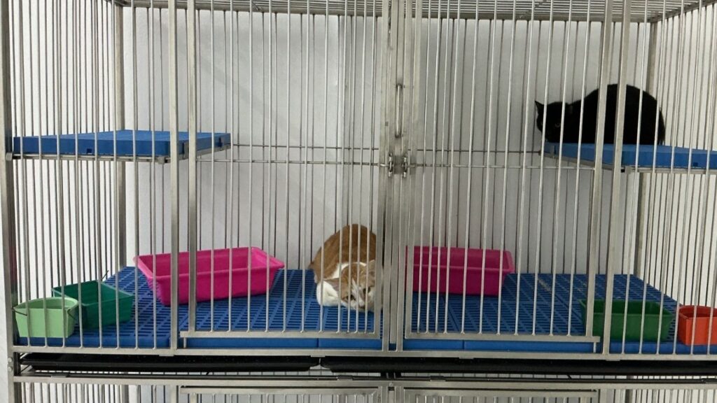 Kelinik veterinar DrVET - pet boarding 