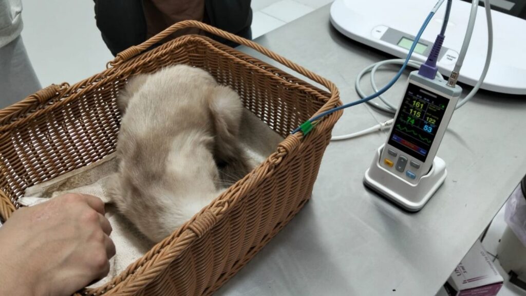 Kelinik veterinar DrVET Sekinchan- meja pemeriksaan