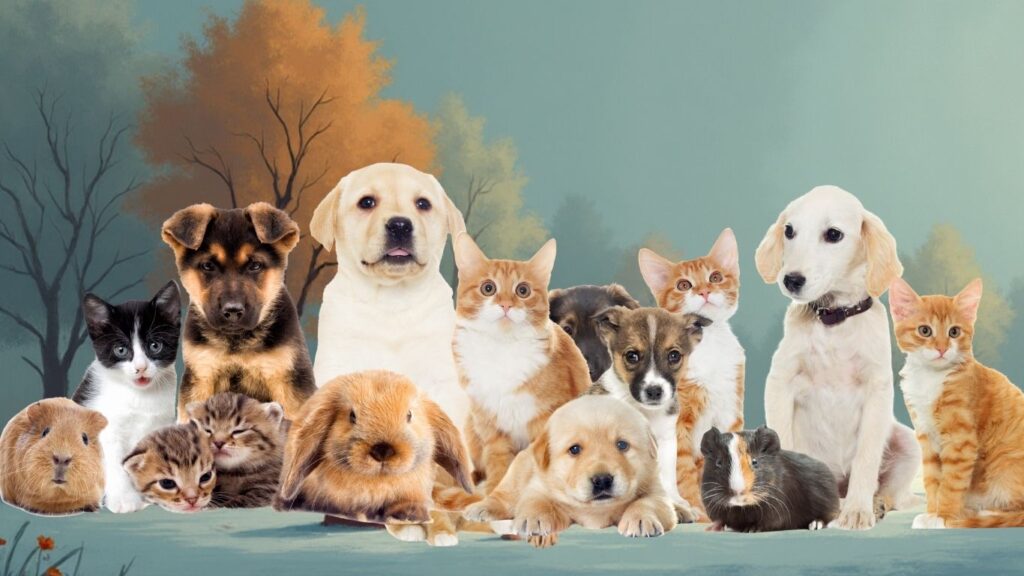 Kelinik veterinar DrVET Sekinchan - Sedia merawat haiwan ternak dan haiwan peliharaan