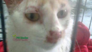 hidung dan mata kucing sporo pn nor berkudis