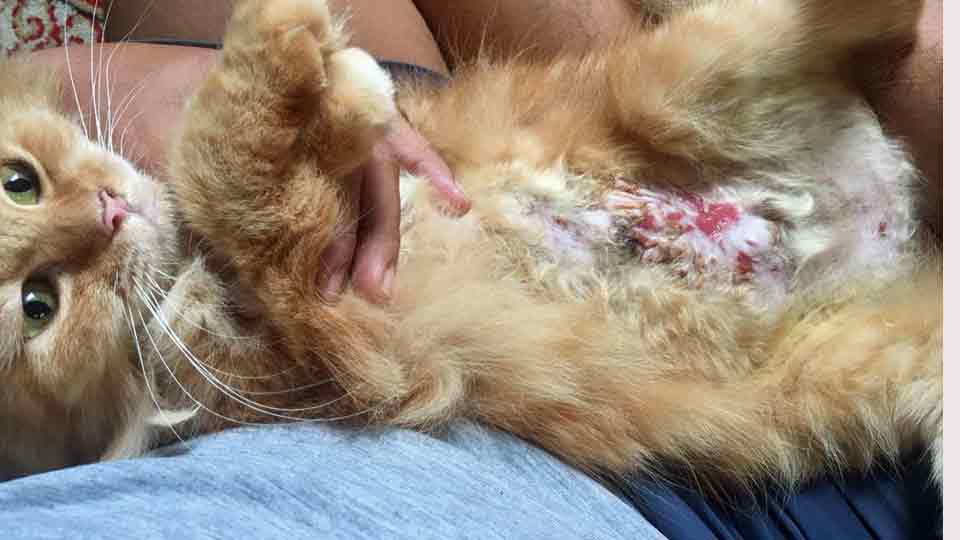 Keadaan kucing sakit pyometra setelah dua kali dibedah