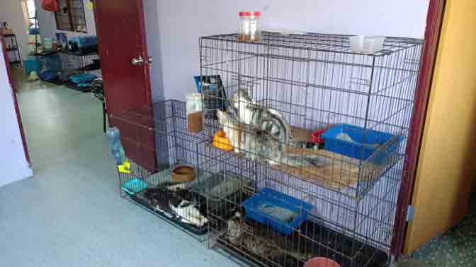 Cat boarding di Shellow Catr House