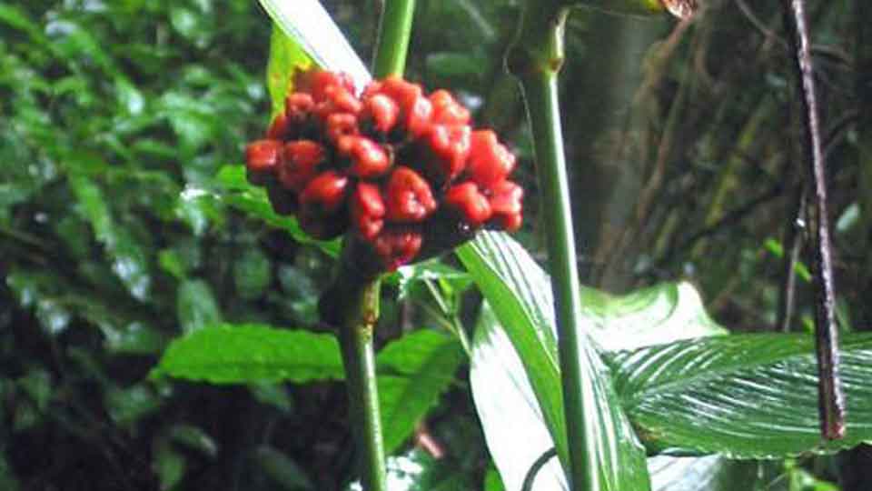 Bunga pokok lerek atau lirik