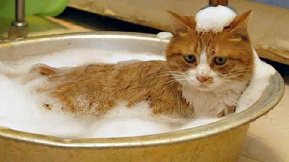 fizz-ziee-cat-spa-2