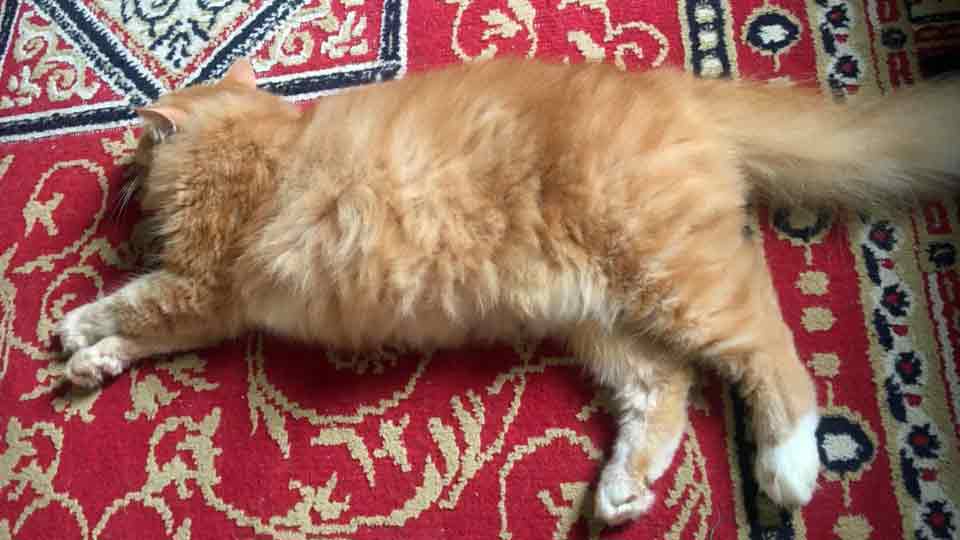 Kucing sakit pyometra kini telah sihat