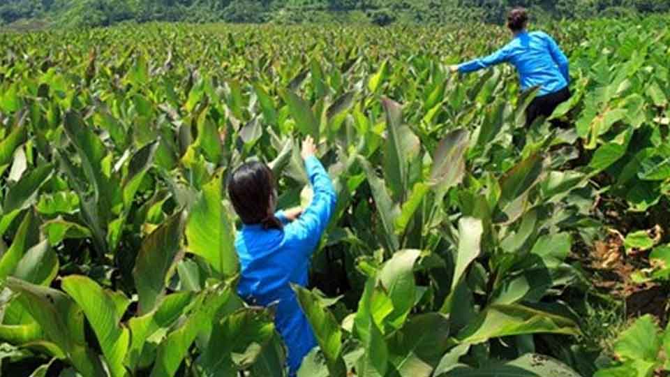 Ladang pokok lerek atau pokok lirek di Vietnam