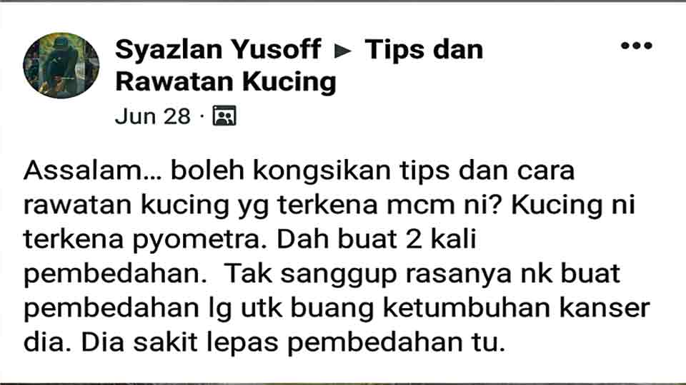 Kucing pyometra syazlan ini telah dua kali menjalani pembedahan. Tapi tak sembuh