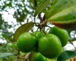 Buah pokok bidara