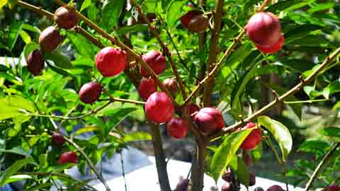 Pokok mahkota dewa menghasilkan buah yang mempunyai banyak khasiat