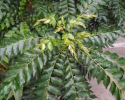 Daun pokok kari banyak digunakan dalam masakan