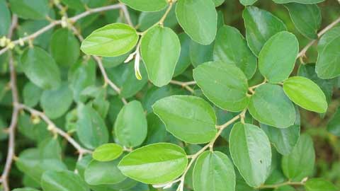 Daun pokok bidara banyak khasiat perubatam