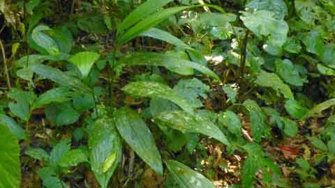 Pokok galak tua mudah dijumpai di hutan