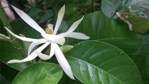 Pokok Cempaka banyak digunakan untuk menghasilkan minyak wangi