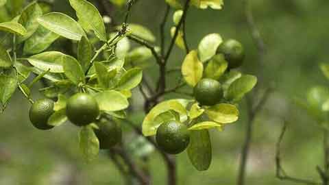 Buah Limau kasturi sering dijadikan sebagai perasa dalam makanan dan minuman