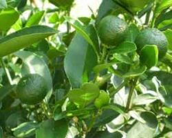 Pokok Limau Kasturi menghasilkan banyak buah dalam satu pokok