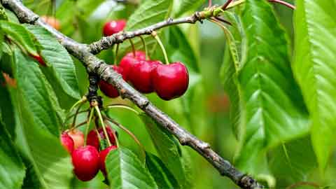 Buah ceri berwarna merah apabila masak