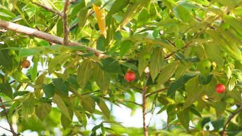 Pokok ceri menghasilkan buah yang banyak