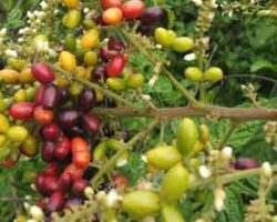 Pokok mertajam menghasilkan warna buah yang menarik