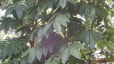 Daun pokok mertajam seakan daun pokok rambutan