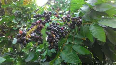 Buah pokok mertajam apabila masak