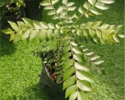 Pokok cemumarjuga mudah ditanam