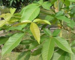 Sekali pandang, daun pokok halban kelihatan seperti daun ketum