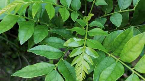 Pokok cemumar mempunyai banyak khasiat